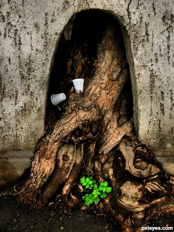 Fence, Roots and Coffee